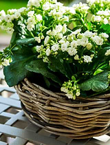 Kingscote Rattan Plant Bowl 30cm Grey
