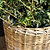 Kingscote Tall Rattan Planter 52cm Grey