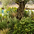 Barrington Square Obelisk Plant Support Set of 2 Raw Metal