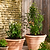 Barrington Fluted Plant Support Set of 2 Raw Metal