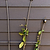 Barrington Fan Trellis Raw Metal