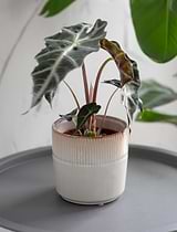 Hillesley Pot 13.5cm Ivory