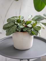 Hillesley Pot 16.5cm Ivory