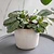 Hillesley Pot 16.5cm Ivory