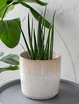 Hillesley Pot 20cm Ivory