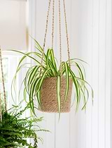 Hanging Plant Pot Tall 16.5cm Natural