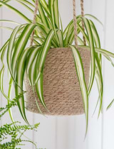 Hanging Plant Pot Tall 16.5cm Natural