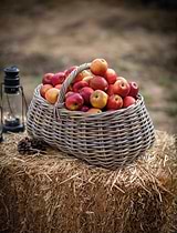 Bembridge Forage Basket Natural