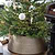 Christmas Tree Skirt Antique Brass