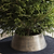 Christmas Tree Skirt Antique Brass
