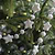 Southwold Star & Pom Pom Garland Warm White