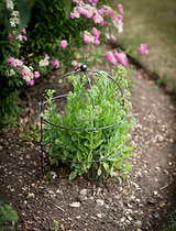 Barrington Domed Plant Support Small