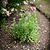 Barrington Domed Plant Support Small