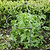Barrington Domed Plant Support Large