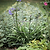 Barrington Flared Plant Support Large