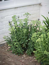 Barrington Flared Plant Support Small