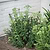 Barrington Flared Plant Support Small