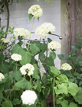 Barrington Hooped Plant Support Large
