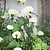 Barrington Hooped Plant Support Large