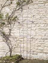 Barrington Honeysuckle Trellis
