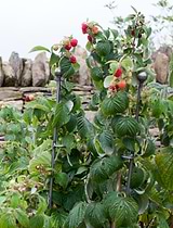 Barrington Raspberry Stakes Set of 3