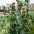 Barrington Raspberry Stakes Set of 3