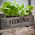 Aldsworth Wooden Seedlings Tray Natural