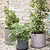 Cutsdean Planter 43cm Green