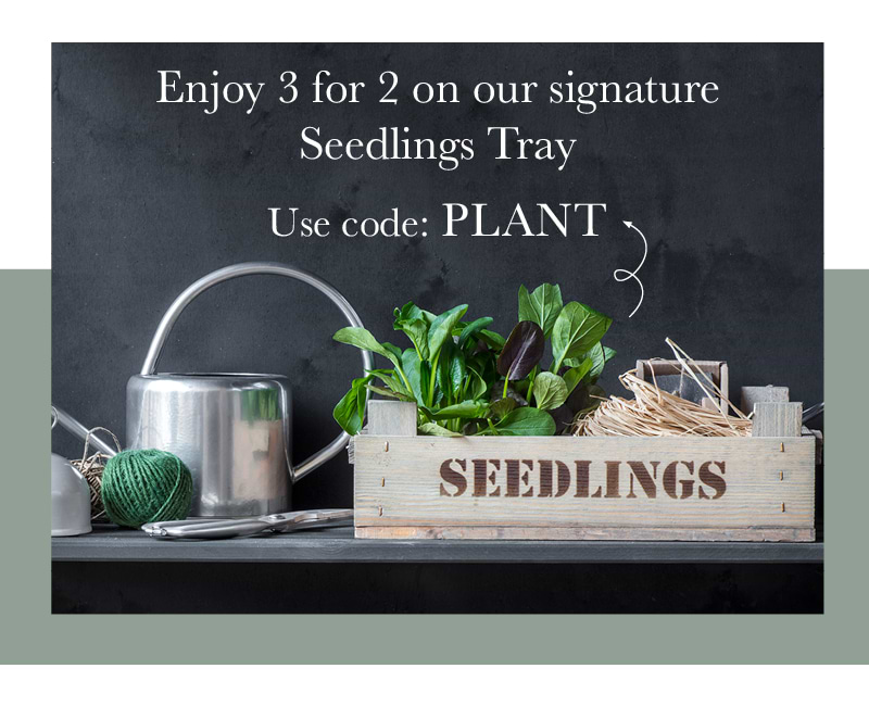 Seedlings Tray