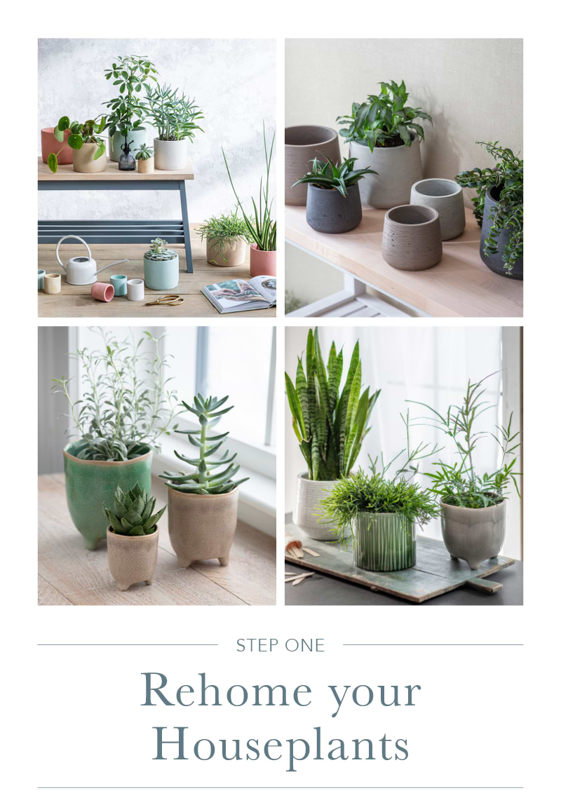 indoor potted plants on shelves