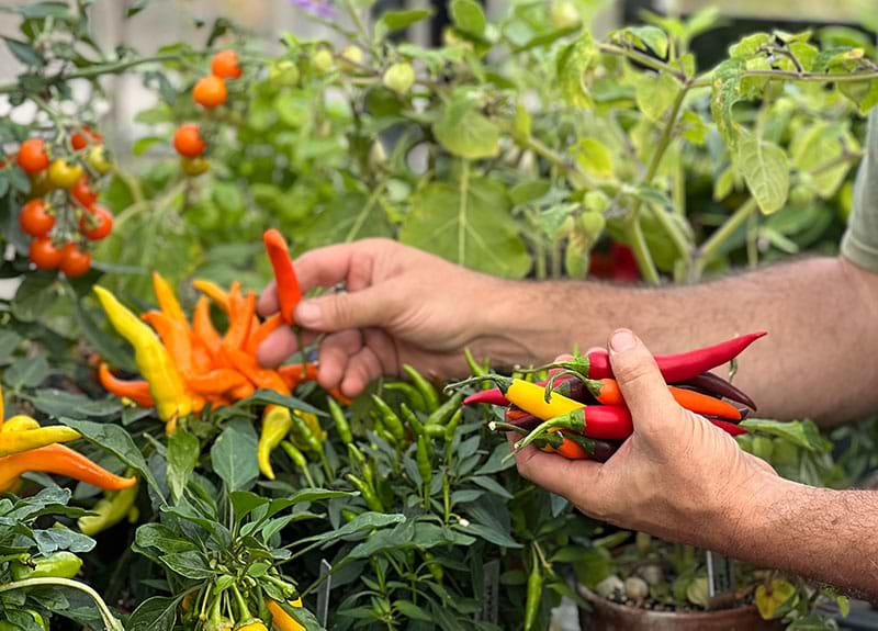 Top tips from Rob's Allotment - Adding Colour