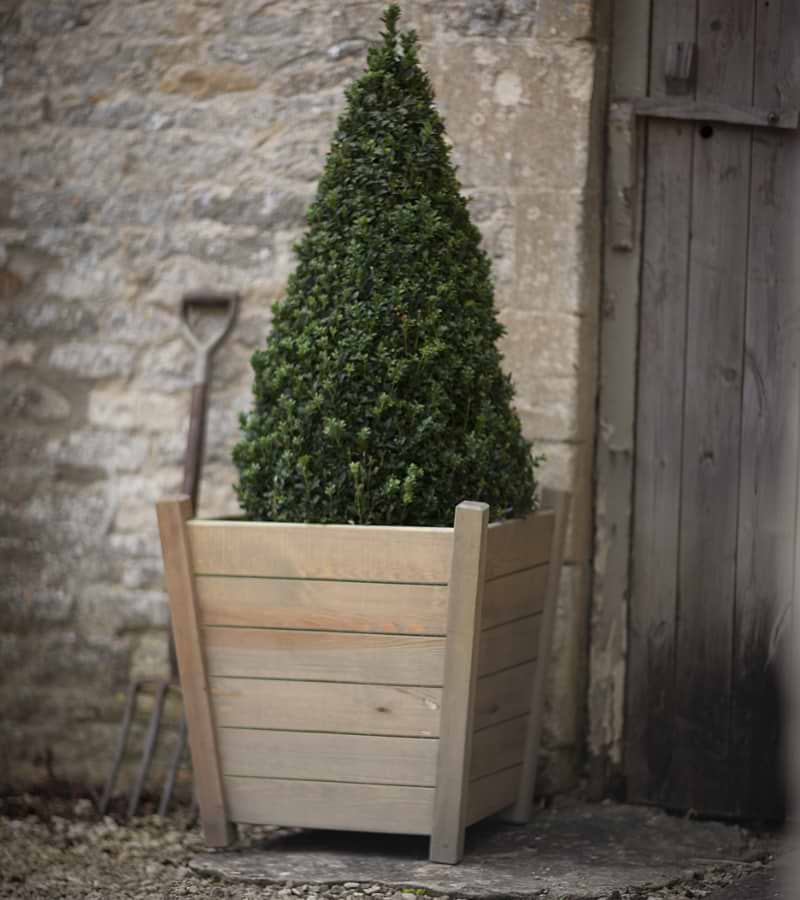 Kingham Planter with topiary 