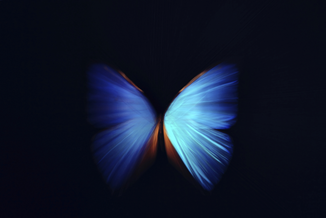 ジャカルタのチョウ