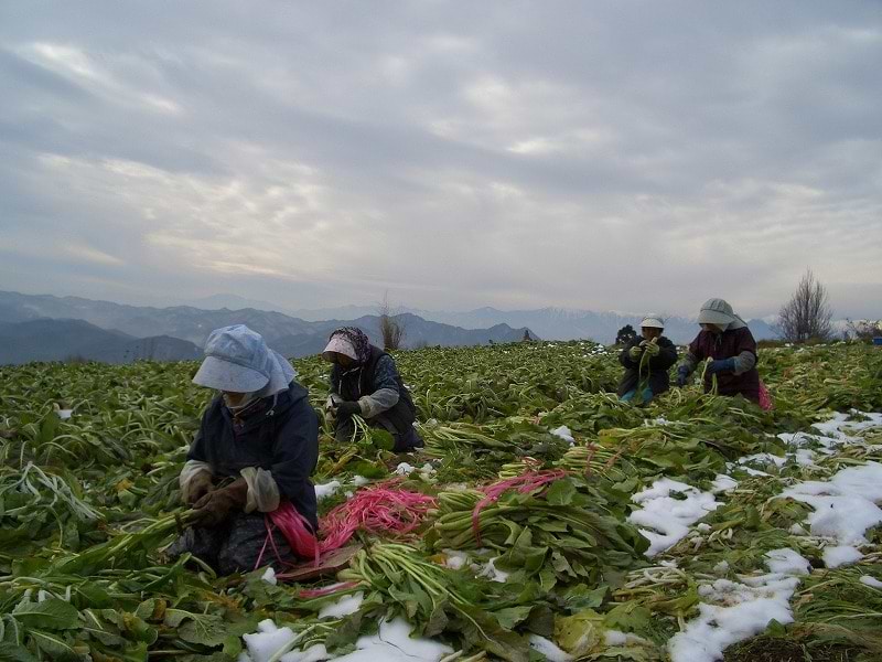 プログラミングとデザイン、手料理