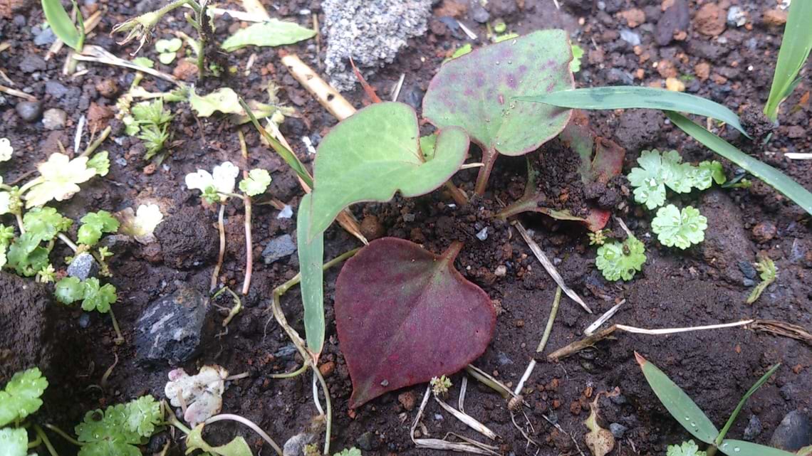 雑草の戦い方から考えるターゲットとは