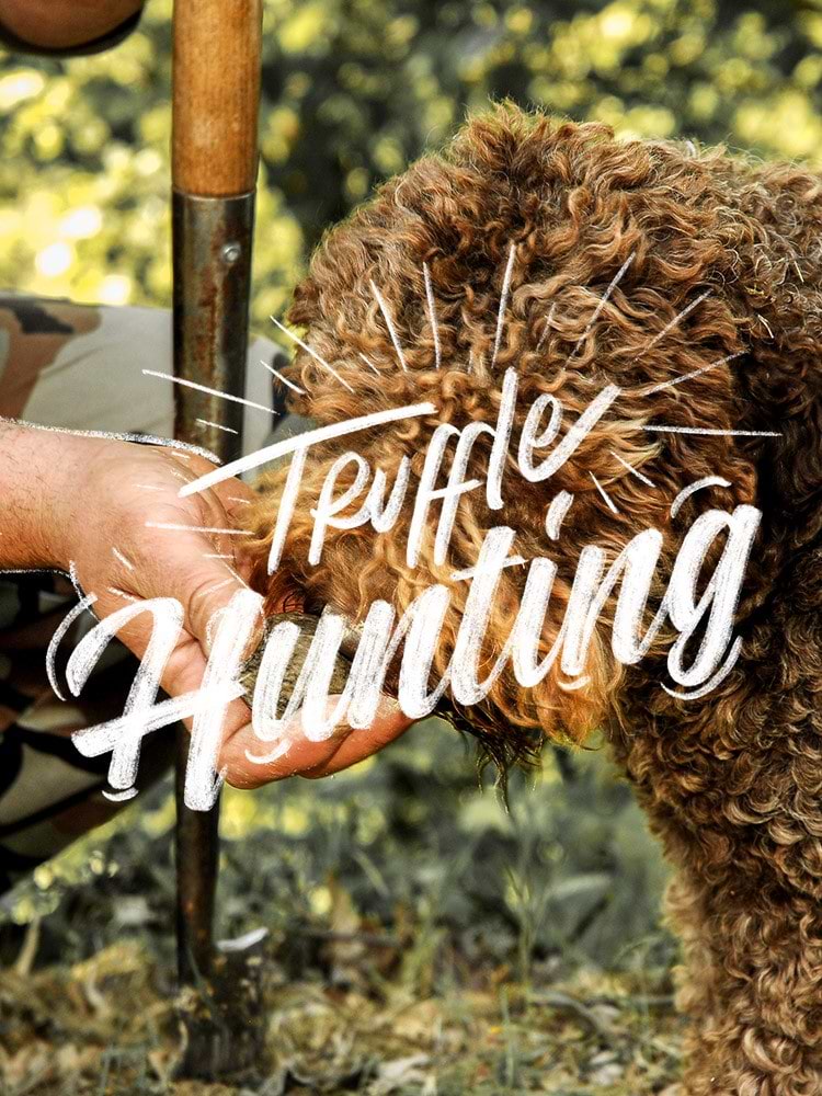 On the Hunt for Tuscan Truffles