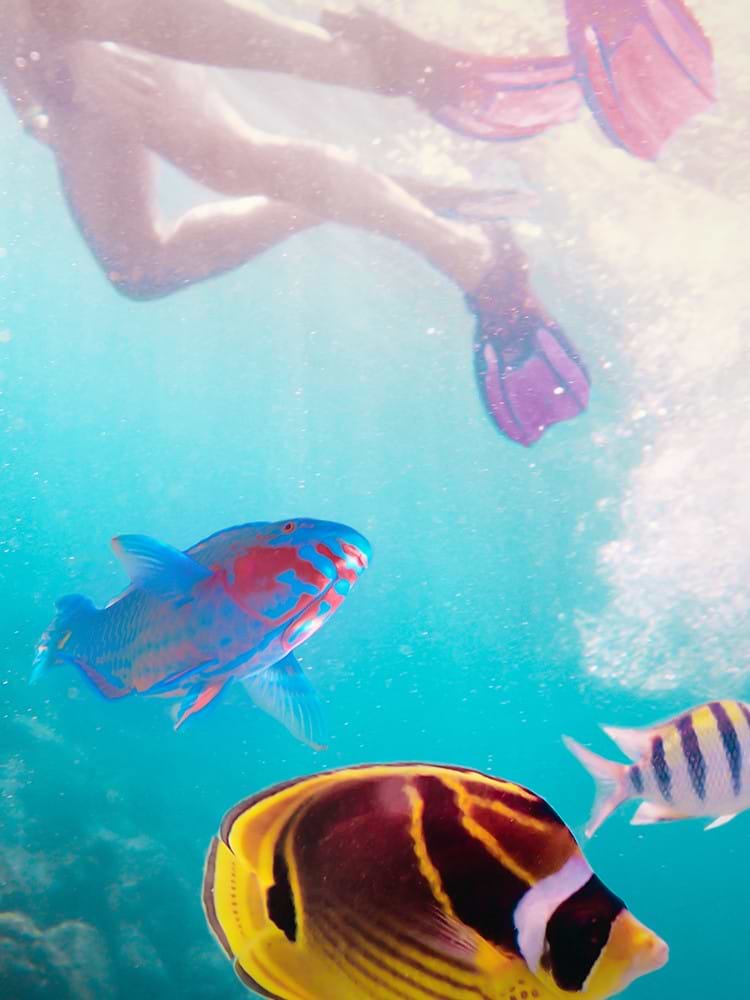 People swimming in Coral Reef with Swim fins and fish