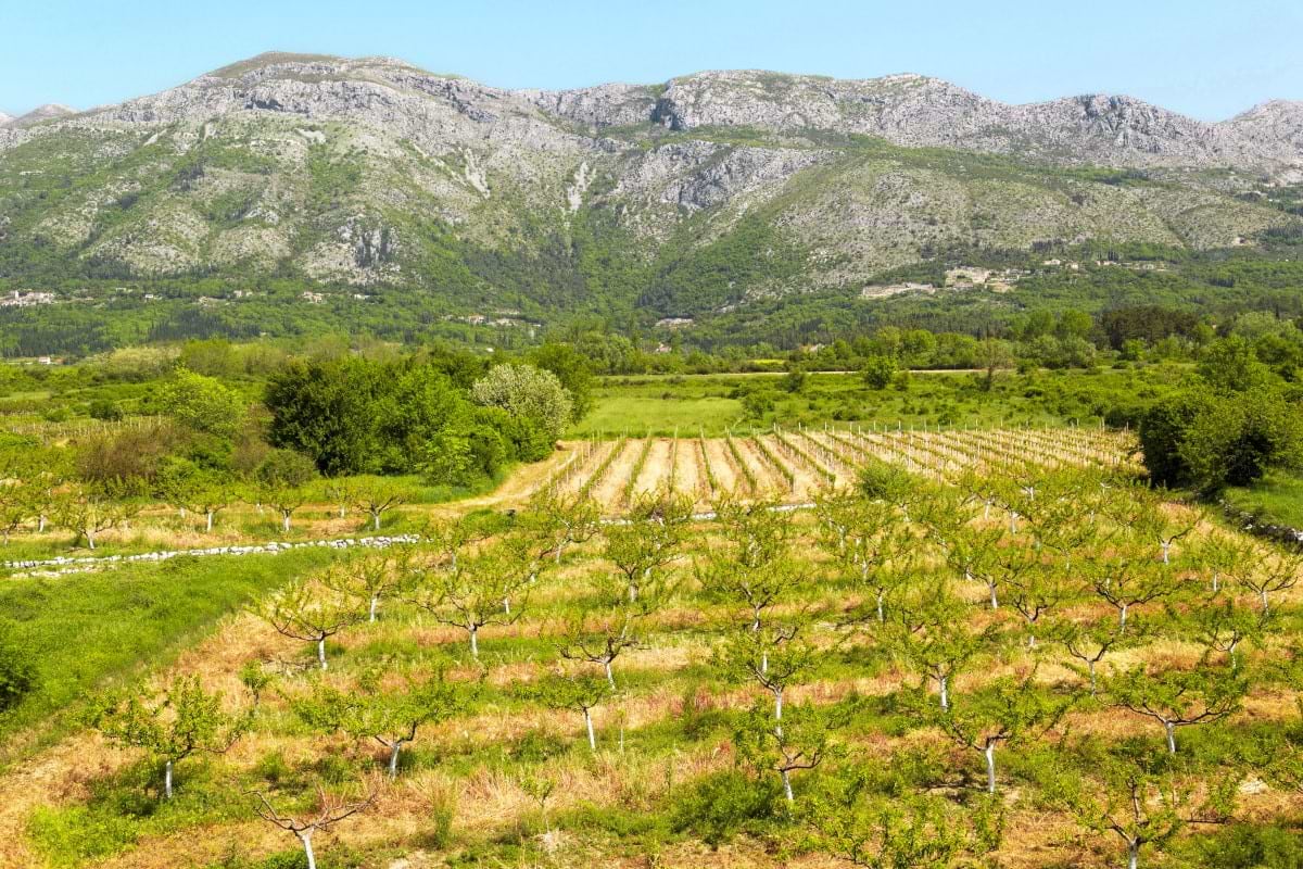 Dubrovnik Flavors Through Generations