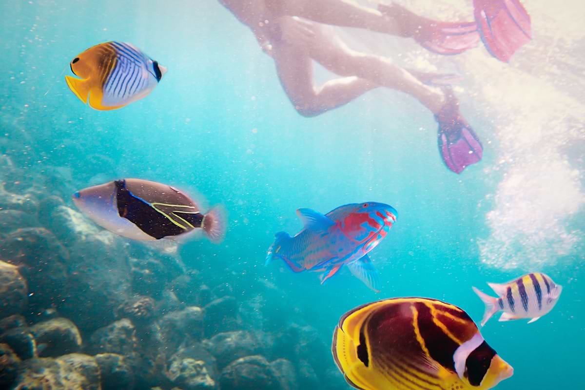 Colorful fish in coral reef and legs snorkeling