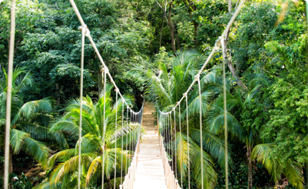 First person point of view, crossing a narrow bridge in the jungle.