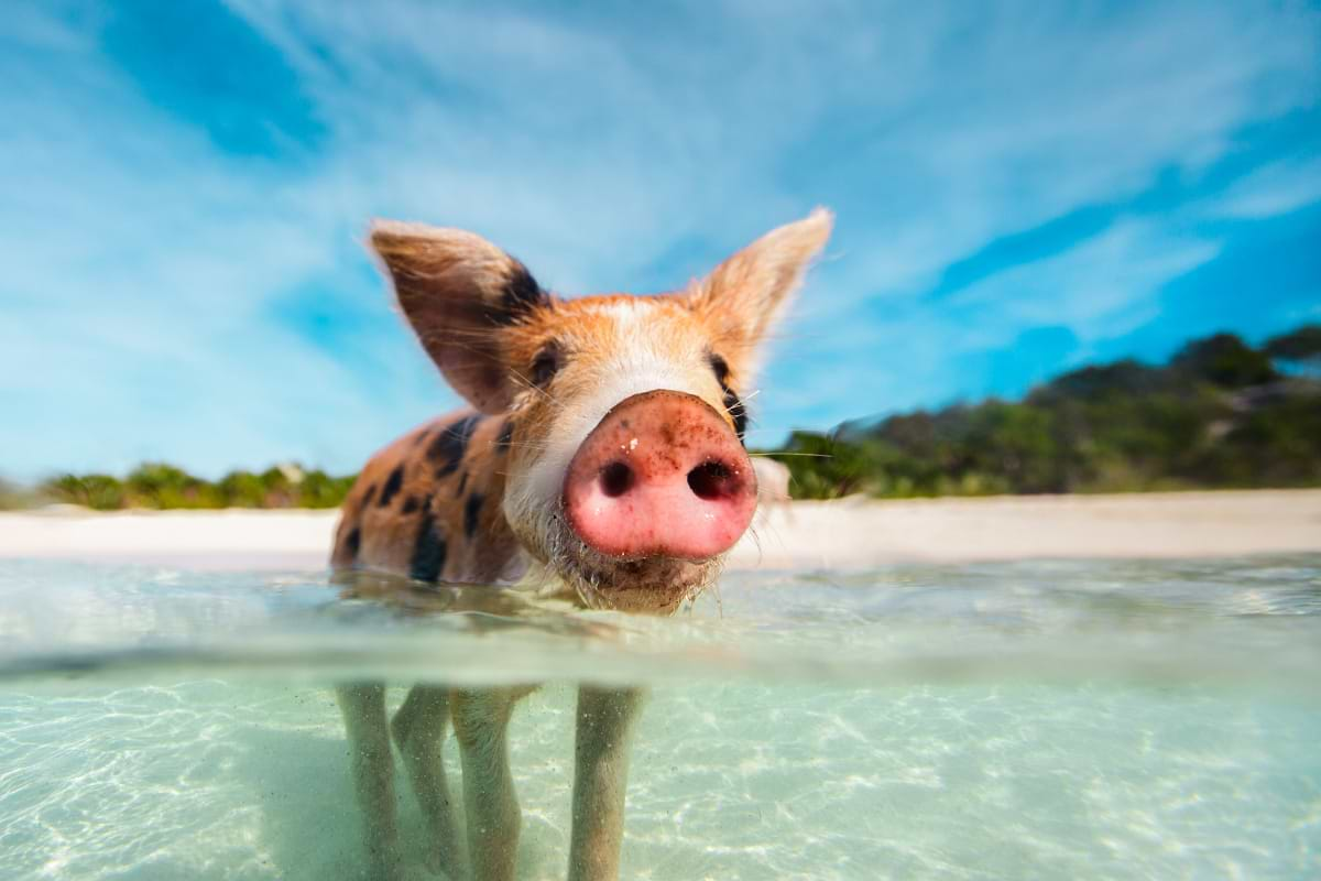 Fiesta & Frolic with Swimming Pigs in Paradise