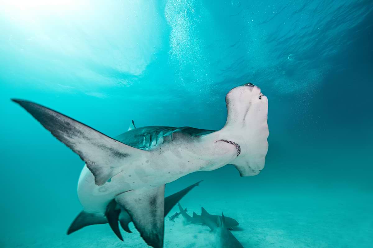 Great Hammerhead Shark swimming in turquoise waters