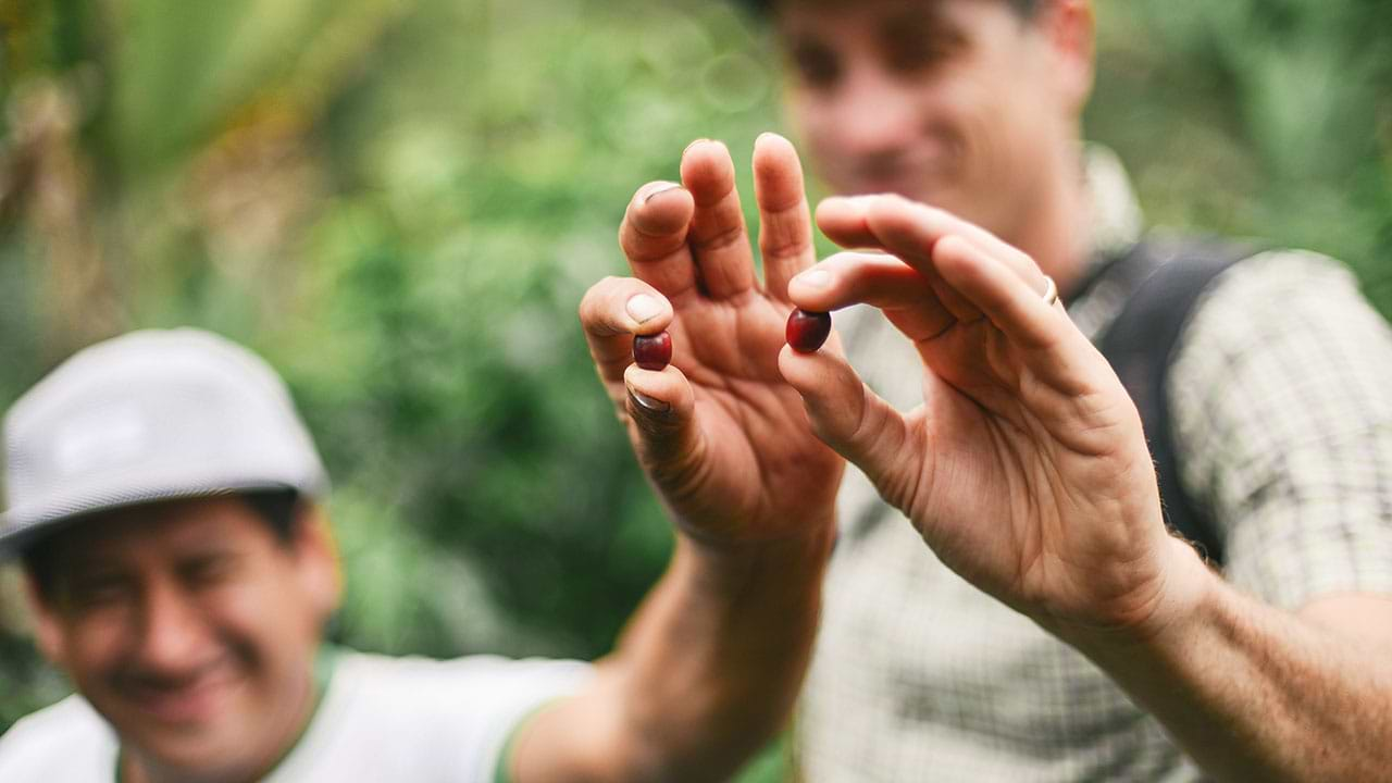 Two men holding coffee grains 