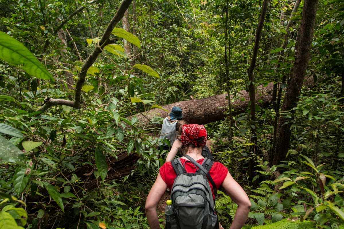 people walking on a forest trail