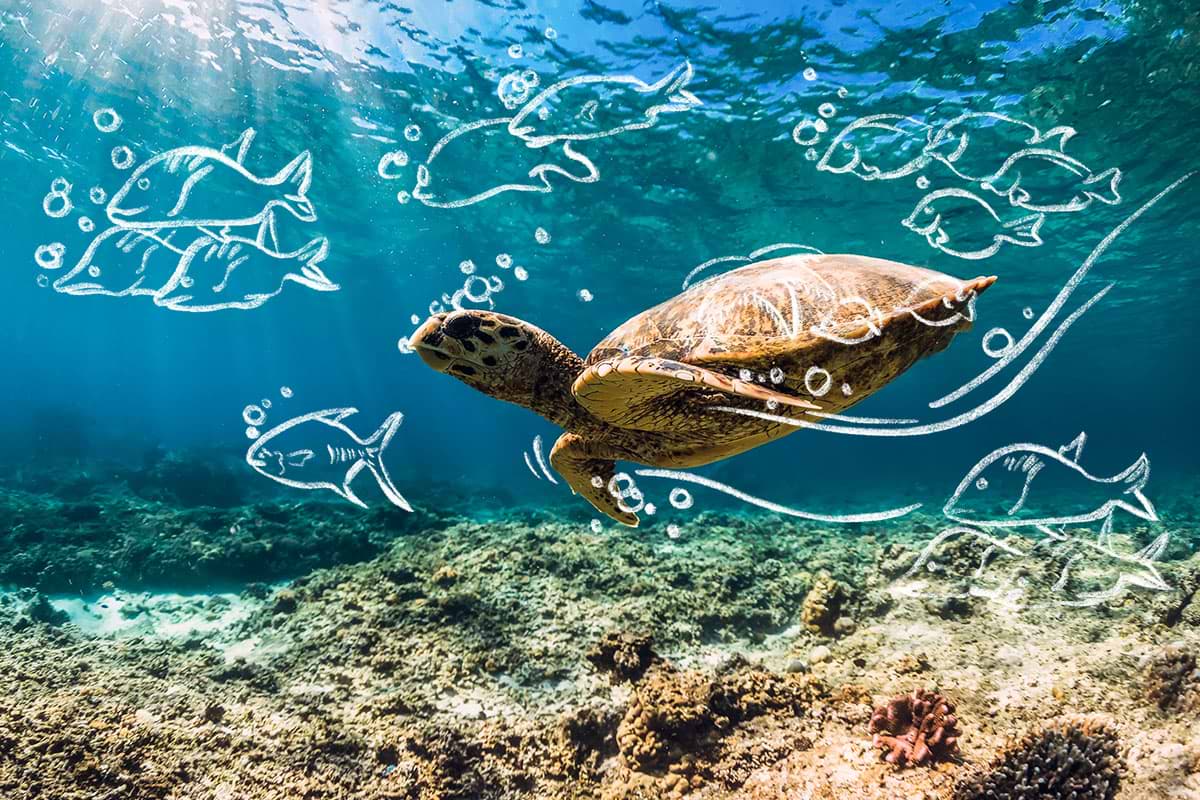 Nassau Sail Swim Snorkel Sea Turtle Territory