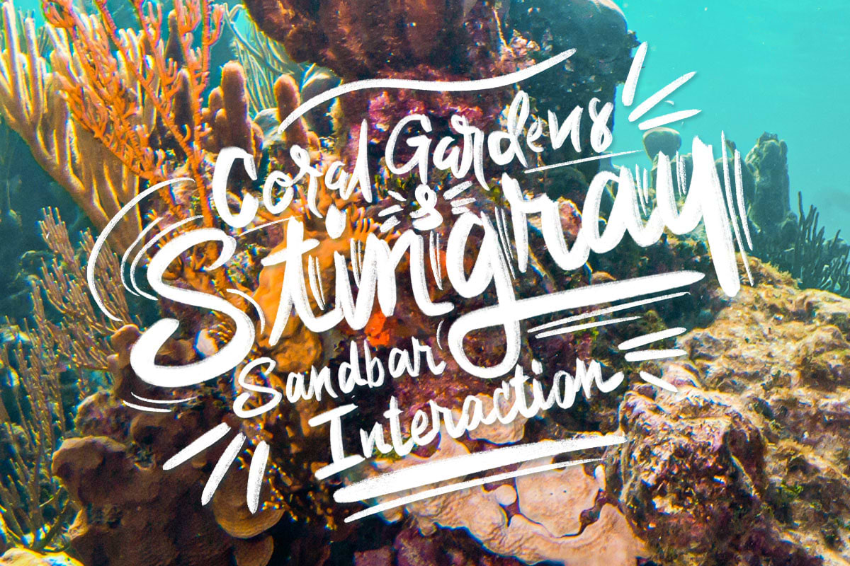 Coral Gardens & Stingray Sandbar Interaction