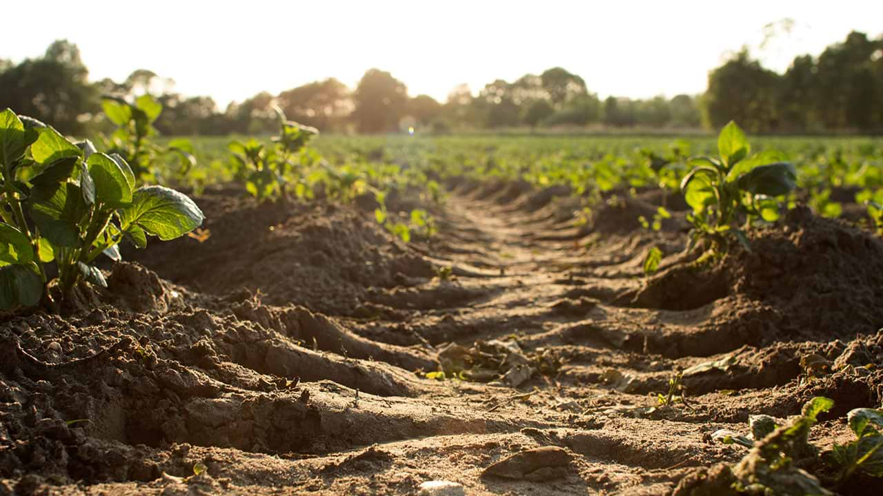 Cultivated land field