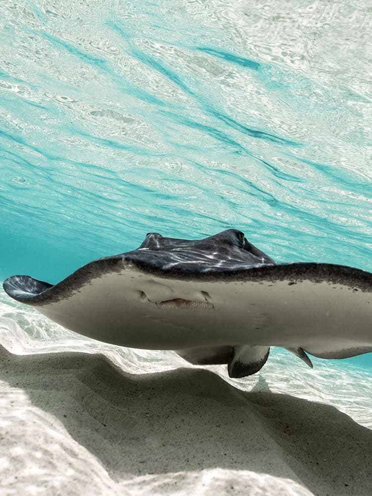 Bimini Stingray Interaction Shore Thing