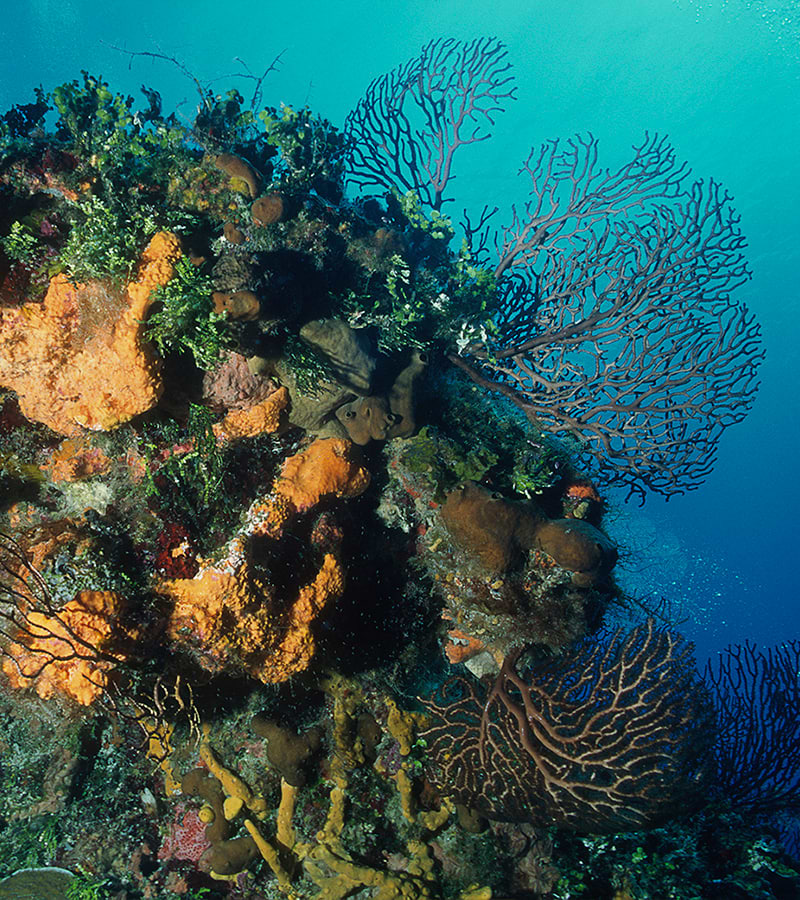 Underwater coral reefs