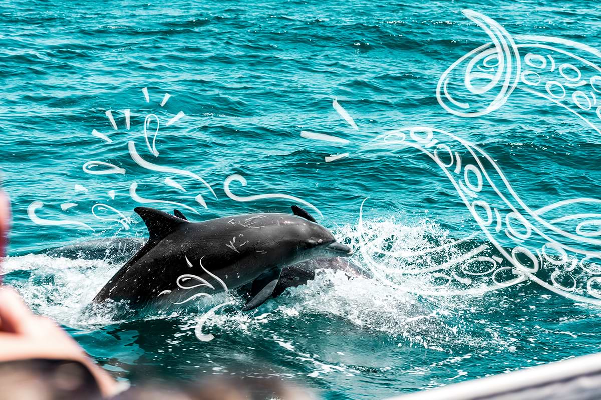 Image of Dolphins swimming in the water. 
